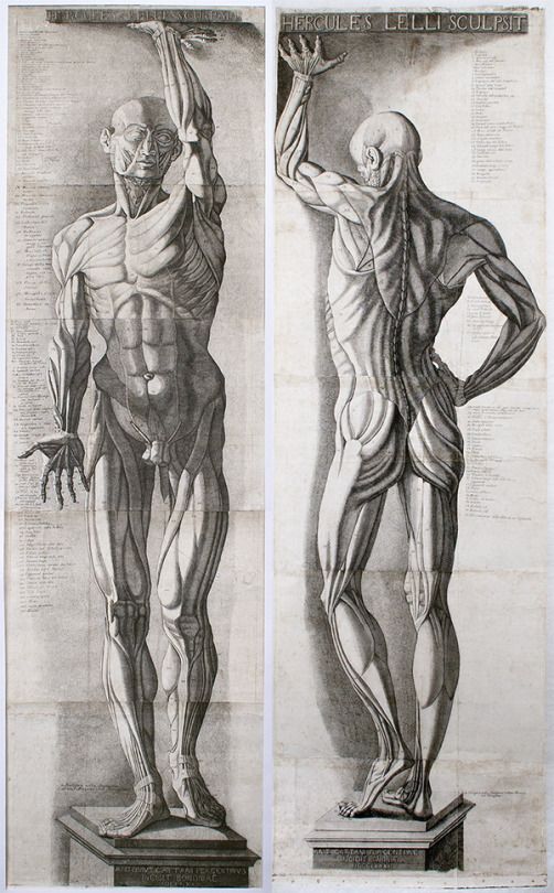 anatomia1